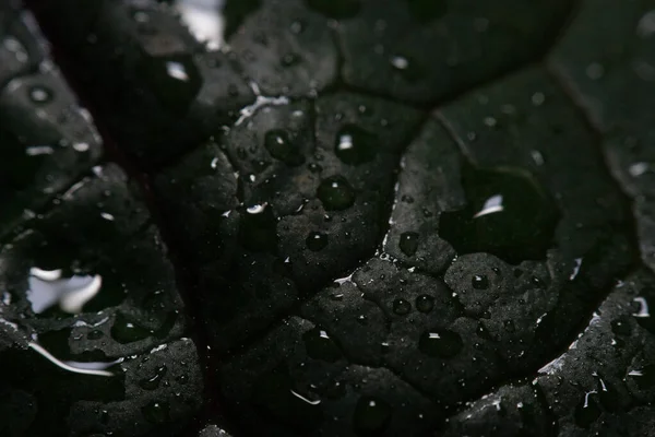 식물의 잎 위에 물방울 한 방울을 클로즈업 해서 — 스톡 사진