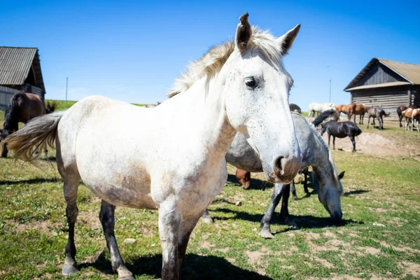 stock image Horses are White and brown in nature. Horses in the countryside