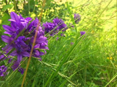 çiçekler, yaz, arkaplan, tazelik, sabah, güneş, çimen, yeşillik, renk, boya, ışık, su, gökyüzü 