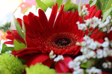 Parlak ve sulu çiçek karışımı, yaz zamanı.