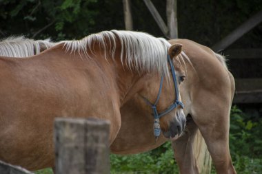 İki güzel açık kahverengi at.