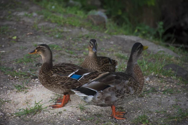 Três Patos Coloridos Grama — Fotografia de Stock