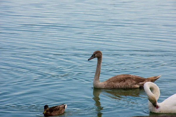 Лебеди Утки Купаются Озере — стоковое фото