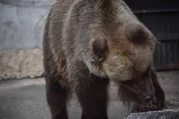 少しグリズリークマなめる足 — ストック写真