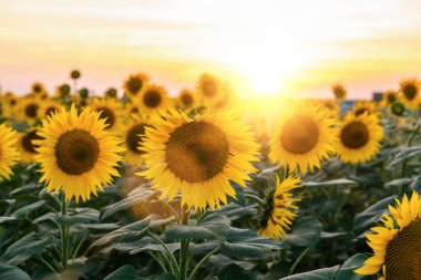Gün batımında tarladaki ayçiçeklerini kapat..