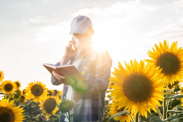Junger Agronom Inspiziert Sonnenblumen Auf Dem Feld Konzept Des Ökologischen — Stockfoto