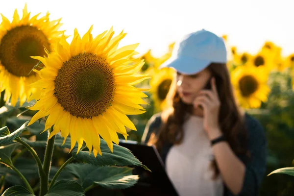 Eine Junge Agronomin Inspiziert Sonnenblumen Auf Dem Feld Konzept Des — Stockfoto