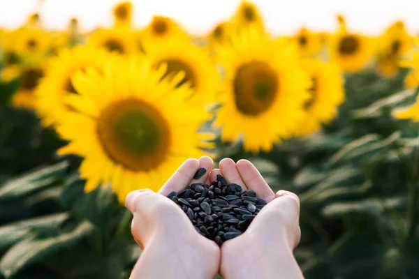 Sunflower seeds  in hands on sunflower field background.