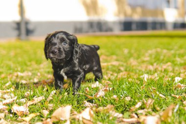 Küçük siyah köpek yavrusu sonbahar yapraklarıyla yeşil çimlerde yürüyor..