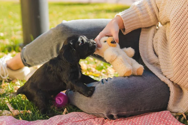 Küçük Siyah Köpek Çimenlikte Bir Oyuncakla Oynuyor — Stok fotoğraf