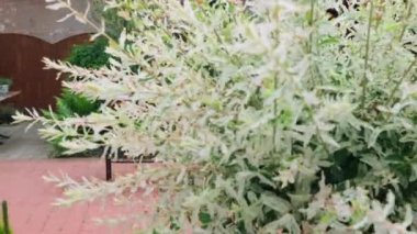 Kamera tepsisi ağaçtan ayrıldı ve mangalın olduğu arka bahçeyi açtı.