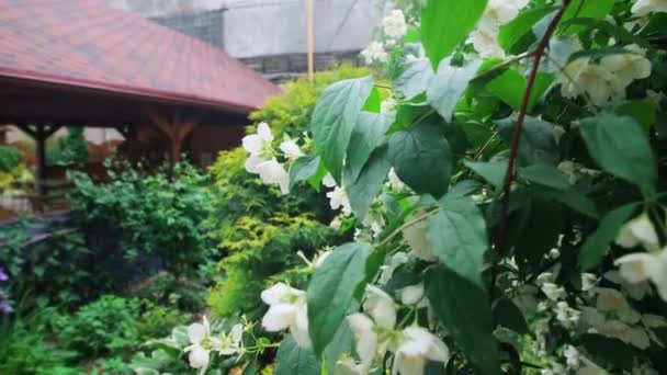 Flores blancas en el jardín verde cerca de la casa de madera. Cama de flores en primavera — Vídeos de Stock