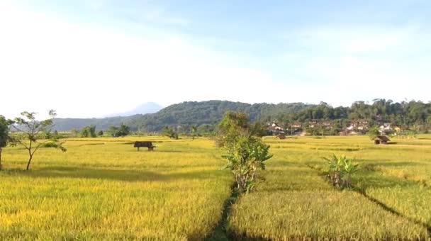 Paisagem Amarela Campos Arroz Terraços Prontos Para Colheita Terras Agrícolas — Vídeo de Stock