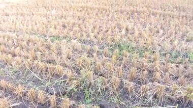 Teraslı pirinç tarlalarının sarı manzarası tarımsal arazide hasat etmeye hazır.