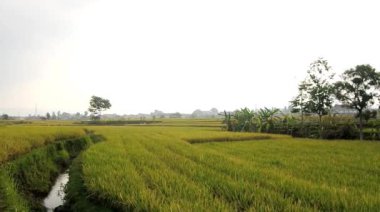 Teraslı pirinç tarlalarının sarı manzarası tarımsal arazide hasat etmeye hazır.