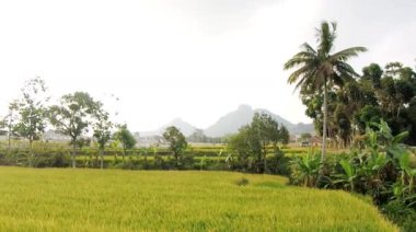 Teraslı pirinç tarlalarının sarı manzarası tarımsal arazide hasat etmeye hazır.