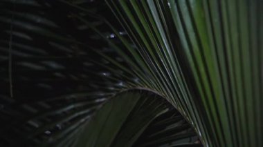 Gecenin karanlığında parlayan su damlacıklarıyla aydınlatılan palmiye yaprağı.