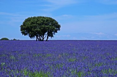 Brihuega, Guadalaja, İspanya 'da lavanta tarlaları çiçek açıyor. Temmuz ayının sıcak günlerinde, bu aromatik şifalı bitkinin mor renklerle yetiştirildiği yer..