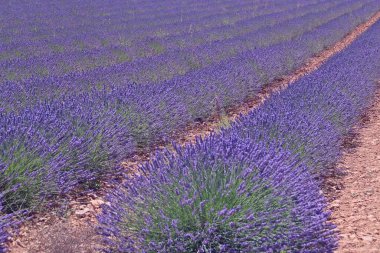 Brihuega, Guadalaja, İspanya 'da lavanta tarlaları çiçek açıyor. Bu aromatik tıbbi bitkinin sonsuz sıralarının manzarası Temmuz ayının sıcak günlerinde çiçek açıyor..