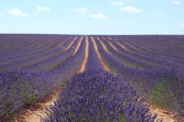 Brihuega, Guadalaja, İspanya 'da lavanta tarlaları çiçek açıyor. Bu aromatik tıbbi bitkinin sonsuz sıralarının manzarası Temmuz ayının sıcak günlerinde çiçek açıyor..