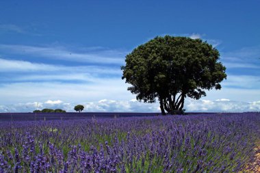 Brihuega, Guadalaja, İspanya 'da lavanta tarlaları çiçek açıyor. Temmuz ayının sıcak günlerinde, bu aromatik şifalı bitkinin mor renklerle yetiştirildiği yer..