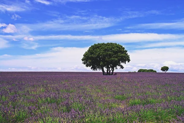 Lavender fields in bloom in Brihuega, Guadalaja, Spain. Cultivation landscape of this aromatic medicinal plant in flower with violet colors in the hot days of July.