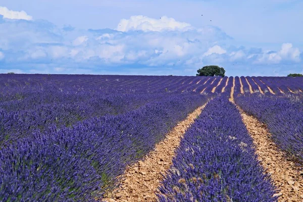 Campos Lavanda Flor Brihuega Guadalaja España Paisaje Hileras Interminables Esta — Foto de Stock