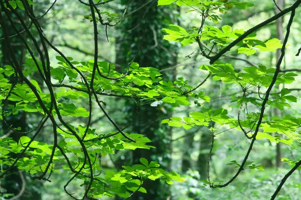 Raios Luz Que Passam Pela Folhagem Floresta Fundo Natural Verde — Fotografia de Stock