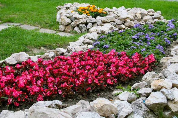 Muito Colorido Pequeno Jardim Flores Praça Conselho Brasov Roménia — Fotografia de Stock