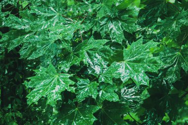 Yoğun yaprağın ıslaklığından parlayan yapraklar bir uçak ağacının karanlık ve yağmurlu bir gününde.