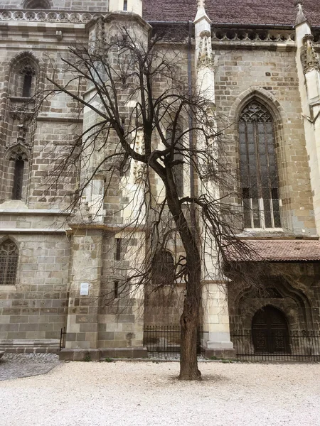 Dramatisch Getönte Sepia Fotografie Des Blattlosen Baumes Neben Der Gotischen — Stockfoto