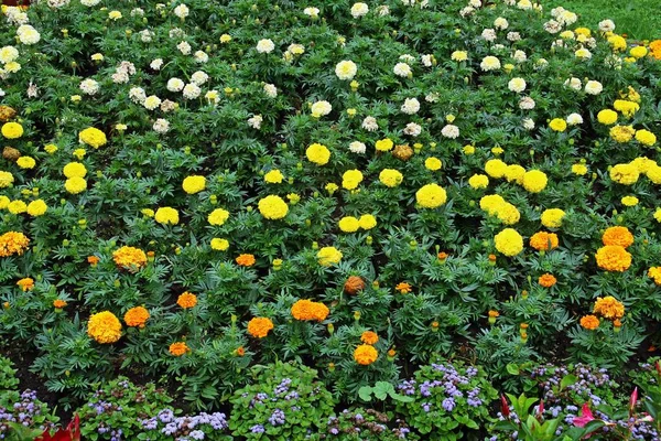 Gardens Cathedral Curtea Arges Romania — Stock Photo, Image