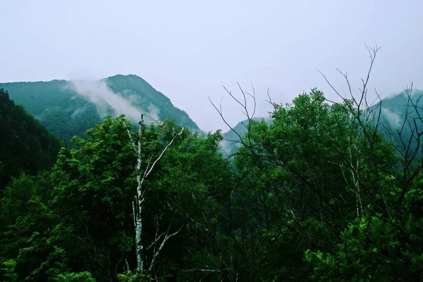 Карпатський Гірський Ліс Долині Річки Архес Дерева Гірські Вершини Туману — стокове фото