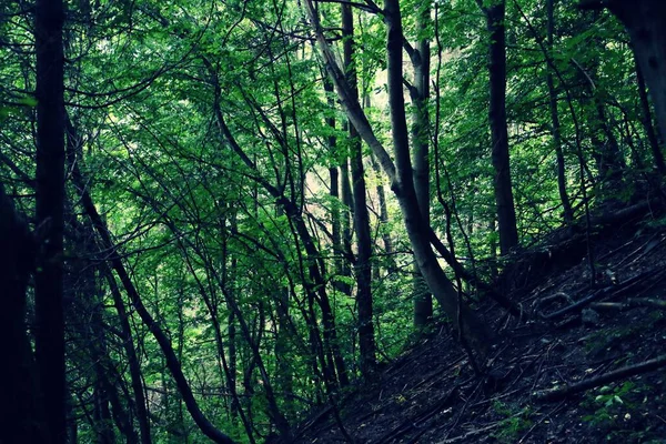 Floresta Montanhosa Dos Cárpatos Vale Rio Arges Árvores Névoa Dia — Fotografia de Stock