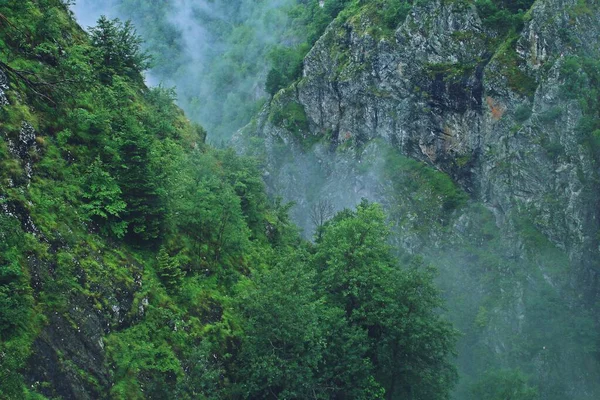 Carpathian Mountain Forest Valley River Arges Trees Mist Cliffs Valley — Stock Photo, Image