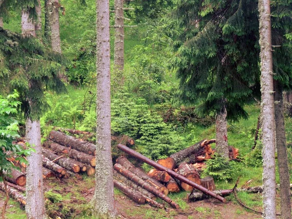 Avverkade Granstockar Skog Nära Curtea Arges Rumänska Karpaterna — Stockfoto