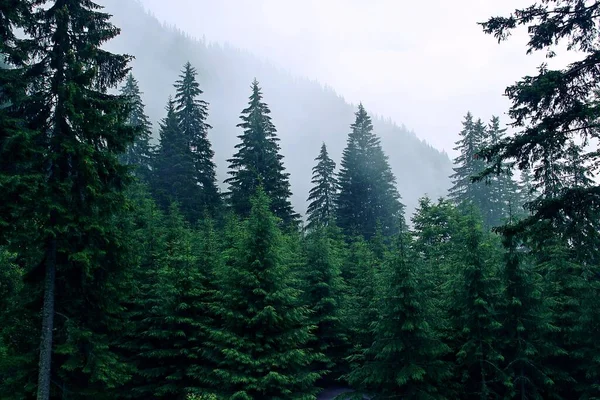 Tannenwald Zwischen Nebel Und Wolken Einem Regnerischen Sommertag Den Siebenbürgischen — Stockfoto