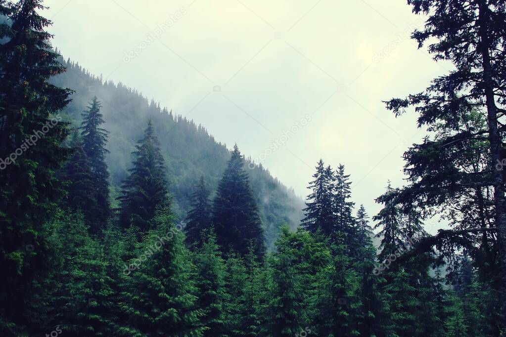 Fir forest among the mist and clouds of a rainy summer day in the Transylvanian Carpathians, Romania.