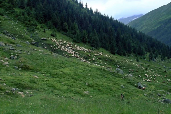 Herder Verzorgen Van Een Kudde Schapen Een Helling Van Karpaten — Stockfoto