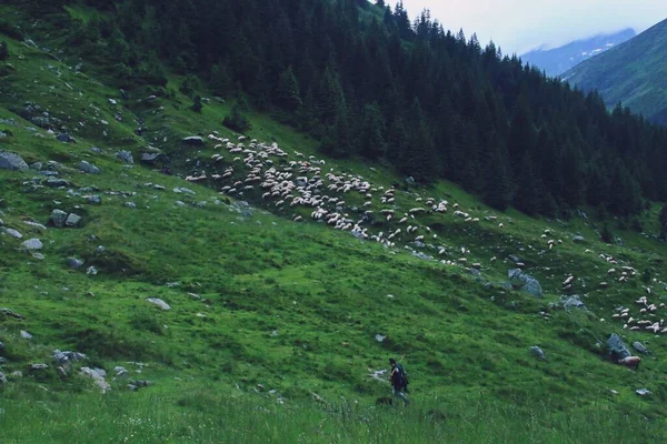 在罗马尼亚喀尔巴阡山脉斜坡上照看一群羊的牧人 — 图库照片