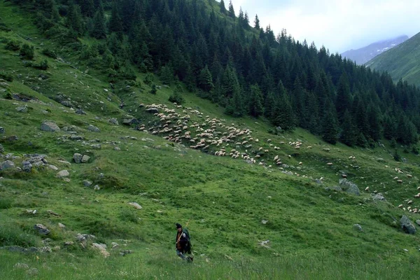 Arefu Roemenië 2018 Herder Verzorgen Van Een Kudde Schapen Een — Stockfoto