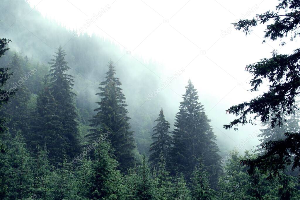 Fir forest a dark rainy day in the Romanian Carpathians.