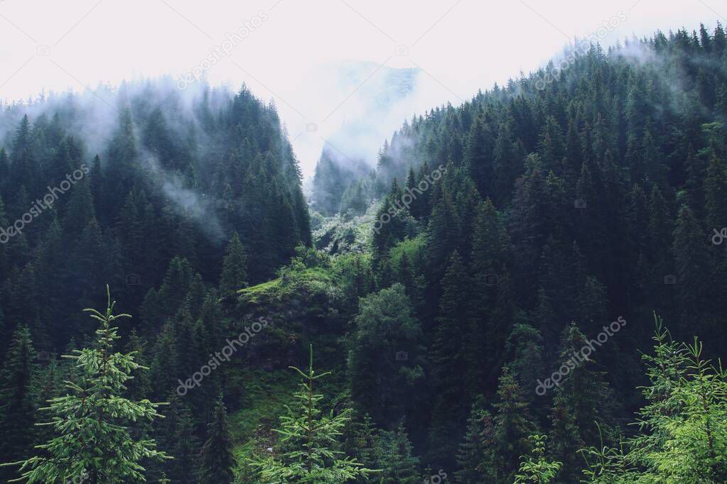 Alpine forest of the Carpathian mountains among the clouds and the mist of a rainy summer day. View from the DN7C, the Transfagarasan highway in Romania.