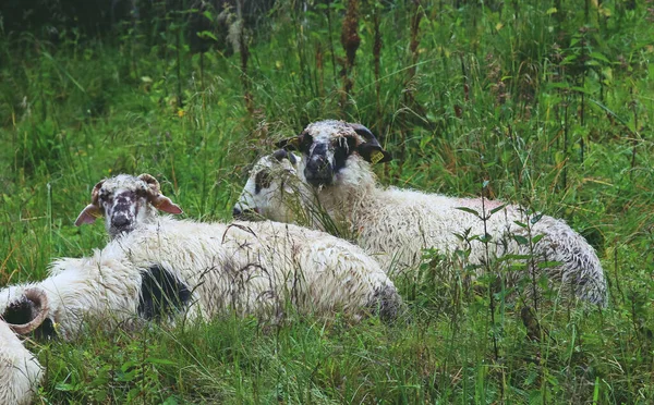 Flock Får Regnig Dag Balea Floddal Rumänien — Stockfoto