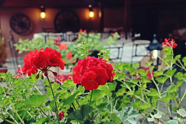 ルーマニア シギソアラのレストランで赤いゼラニウムの花 — ストック写真