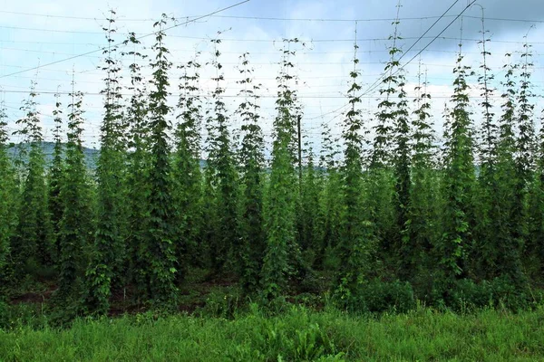 Hop crops in summer in the Tarnava Mare river valley in Rora near Sighisoara, Romania.