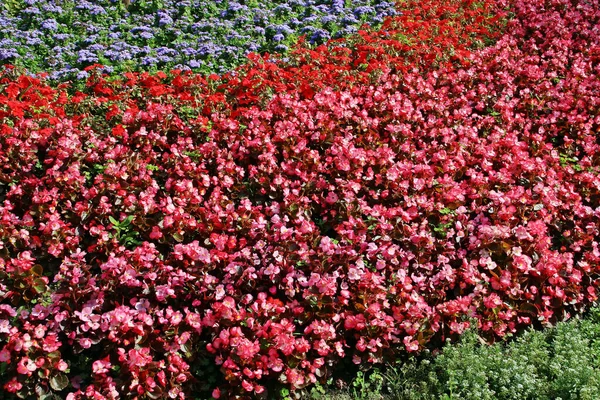 Flowers Gardens Hermann Oberth Square Sighisoara Romania Geranium Flowers Typical — Stock Photo, Image