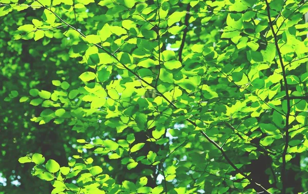 白樺林の葉を通して日光の光線 緑の葉の明るく自然な背景 — ストック写真