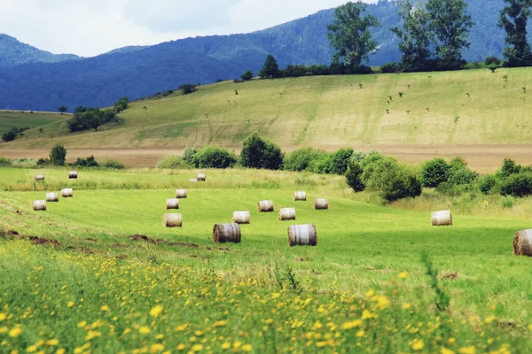 Bales of hay in a freshly mown field waiting to be picked. Summer agricultural landscape in the vicinity of the town of Rotbav in Romania.