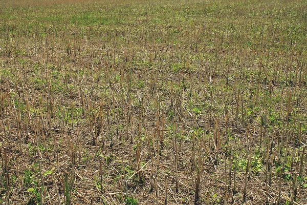 시리얼을 루마니아 남부의 밭에서 곡식을 뒤에도 — 스톡 사진